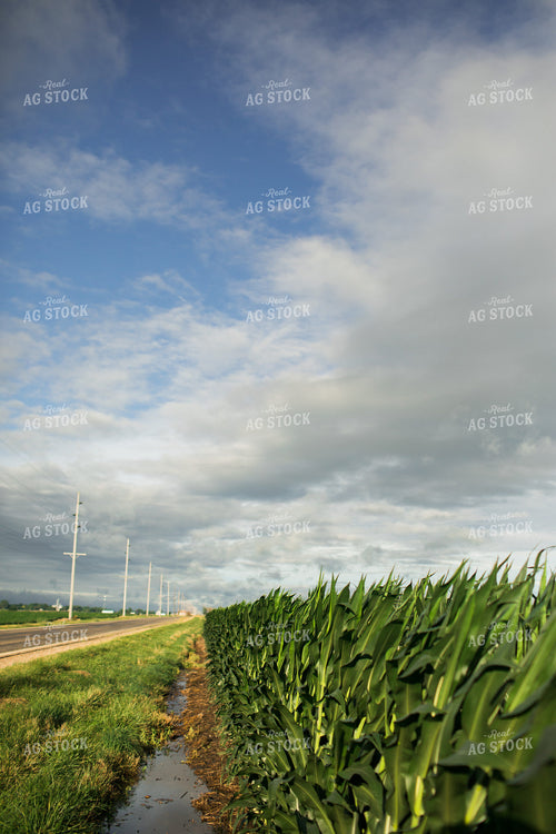 V14 Corn After Rain 6271
