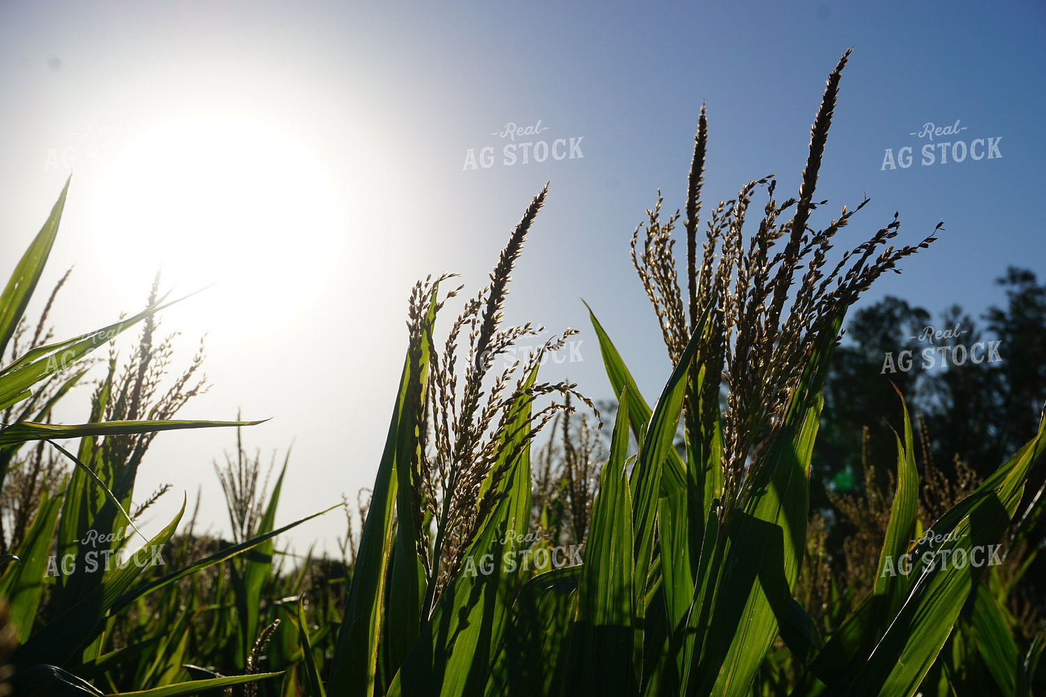Corn Tassels 194002