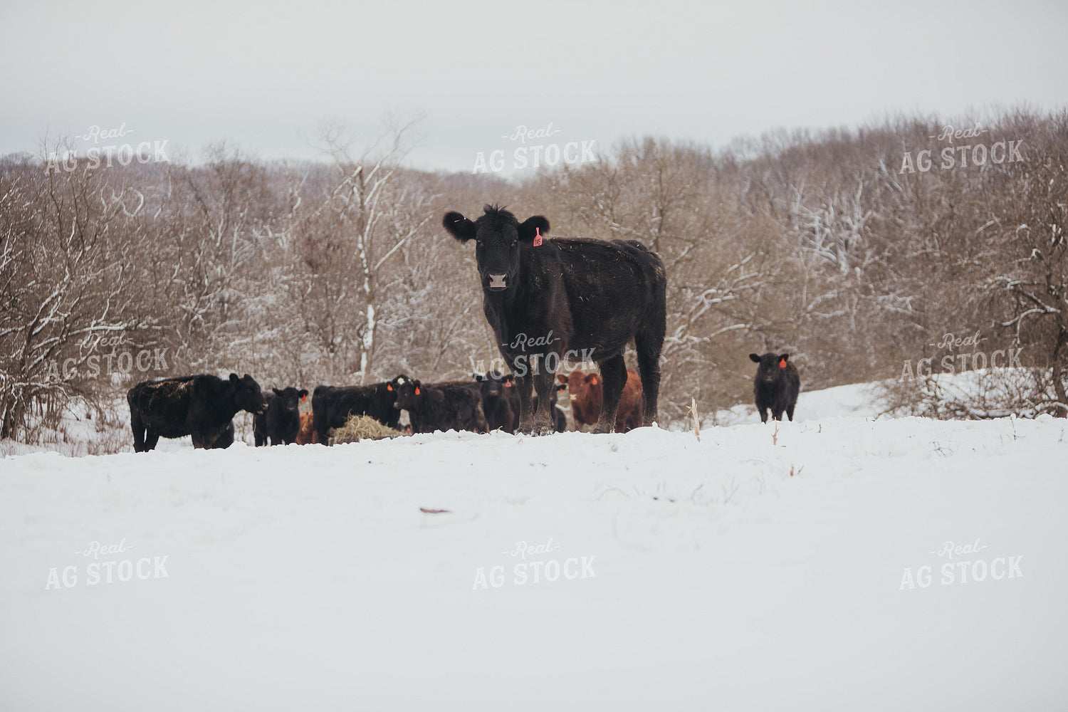 Angus Cattle in Snowy Pasture 3760