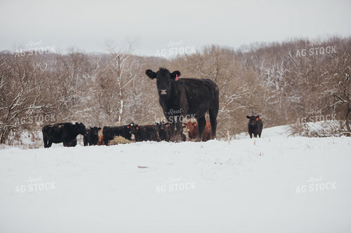 Angus Cattle in Snowy Pasture 3760