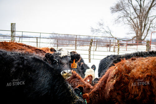 Cattle Eating from Feed Trough 214097