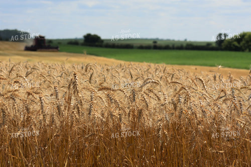 Wheat Field 305006