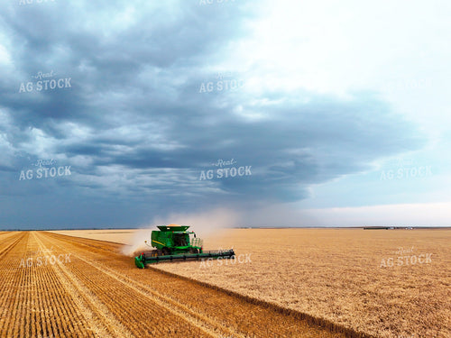 Harvesting Wheat 239601