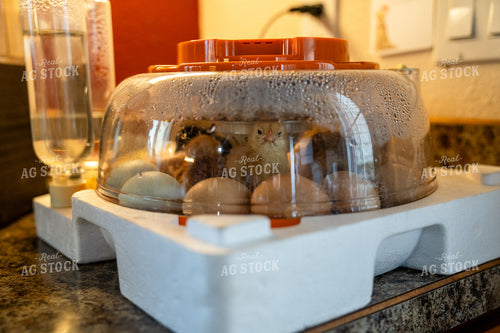 Closeup of Chicks Hatching in an Egg Incubator on a Farm 65247