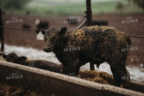 Angus Cattle in Pen 196174
