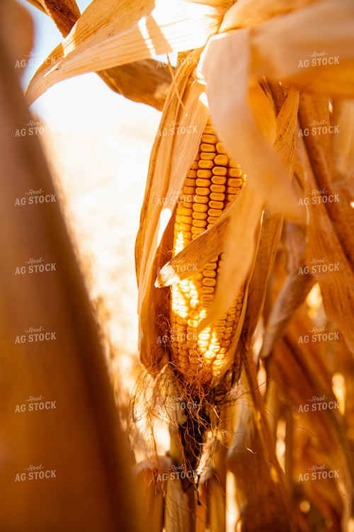 Dried Corn 25942