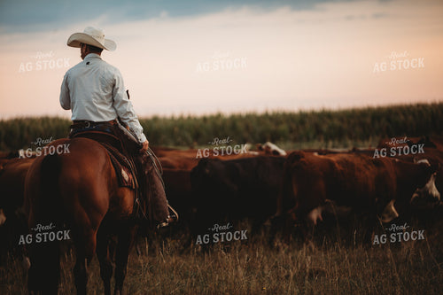 Rancher and Cattle in Pasture 6456