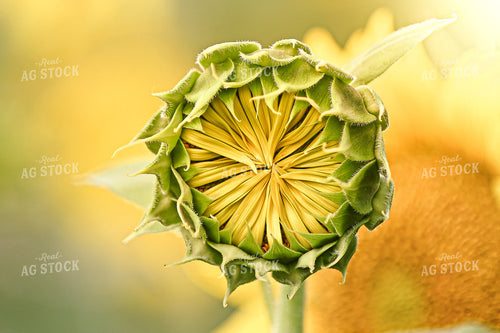 Sunflower 158004