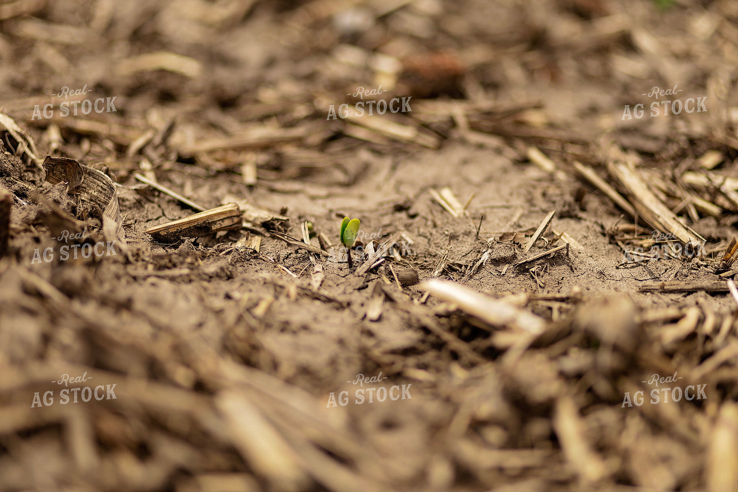 Freshly Emerged Soybean 93322