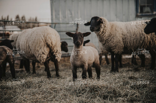 Lamb and Ewes in Fresh Bedding 135009