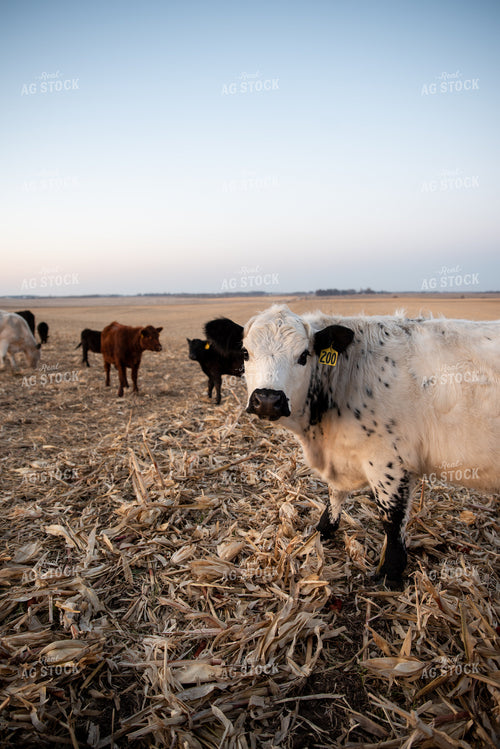 Cattle on Corn Stalks 76070