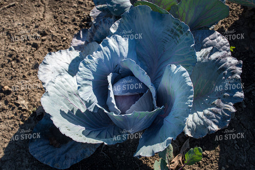 Cabbage 50170