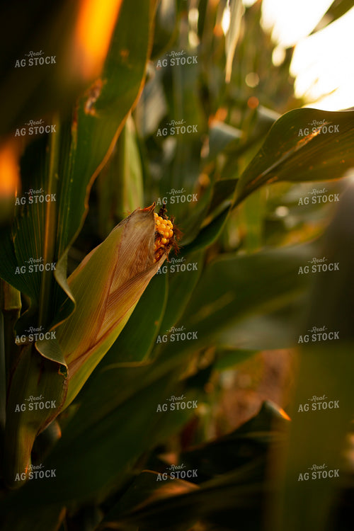 Corn - Mid-Season 2326