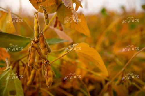 Semi-dried Soybean Close Up 25458
