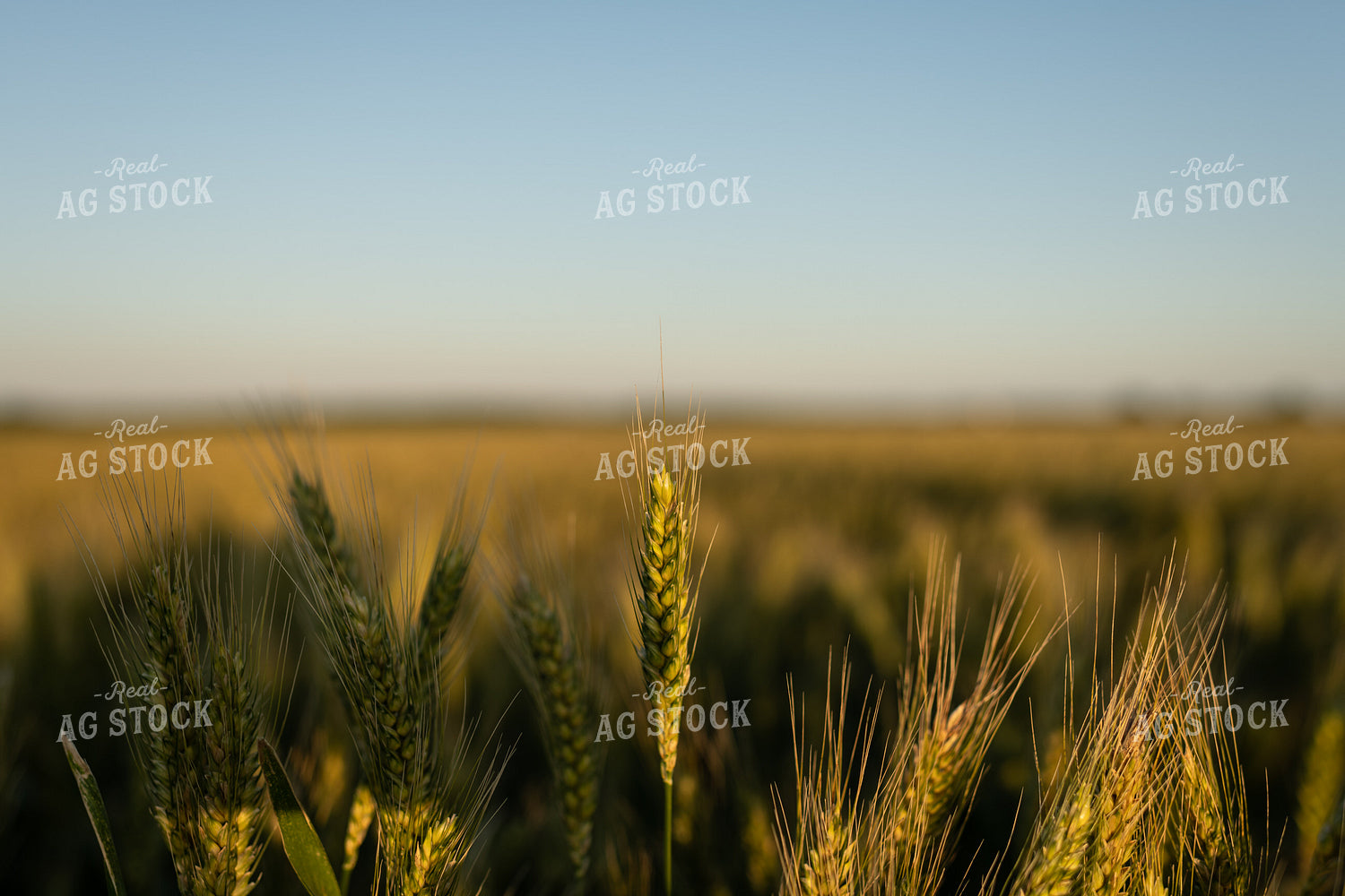 Wheat 59097