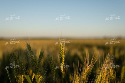 Wheat 59097