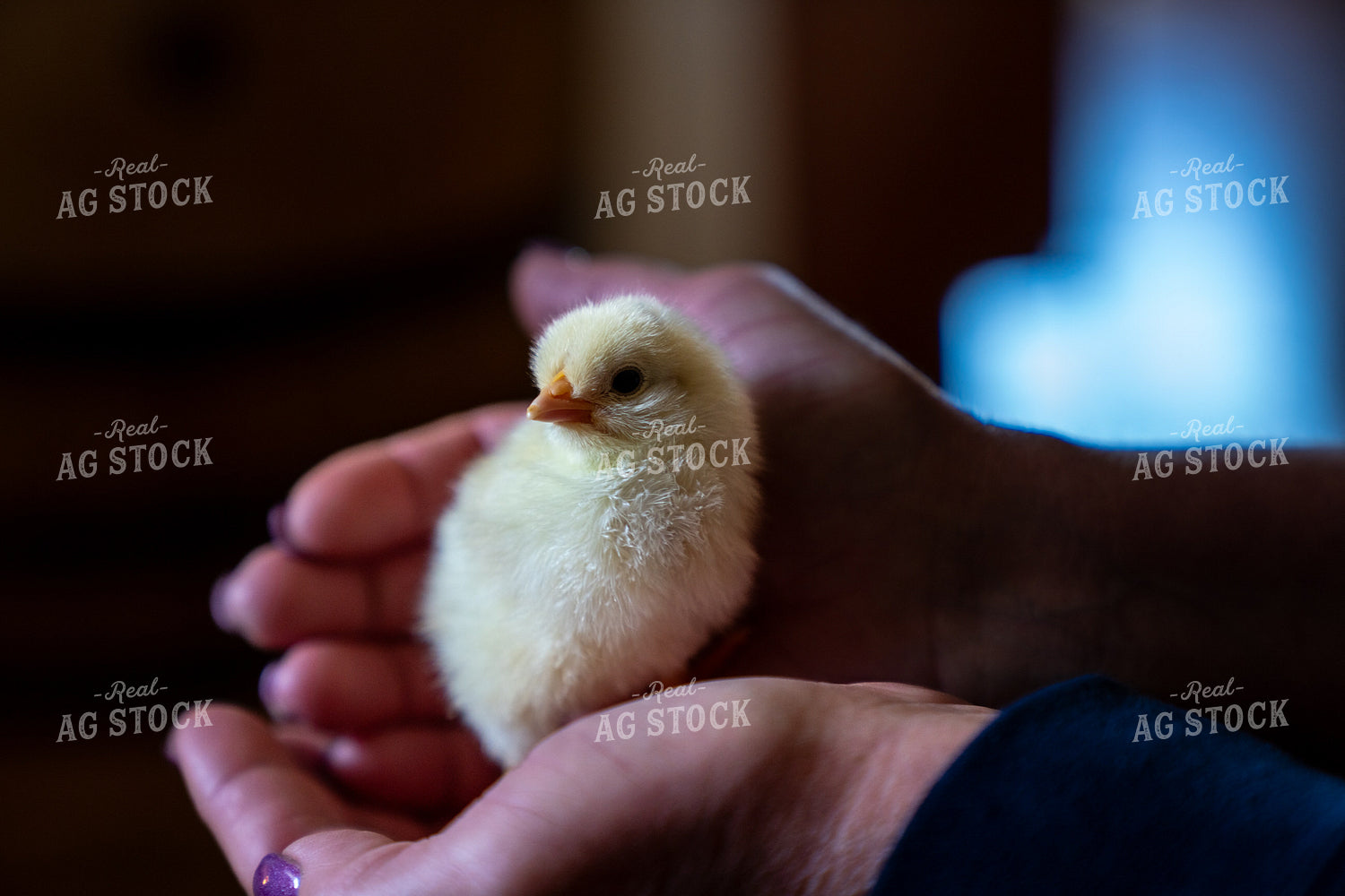 Close-Up of a Cute Yellow Chick Held in Human Hands 65253