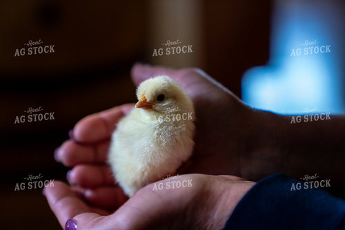 Close-Up of a Cute Yellow Chick Held in Human Hands 65253