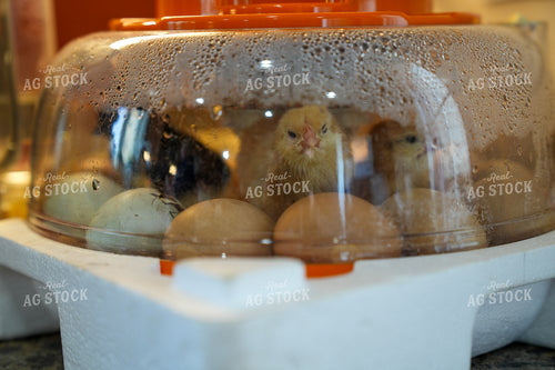 Close-Up of Baby Chicks Hatching in an Incubator with Eggs 65246
