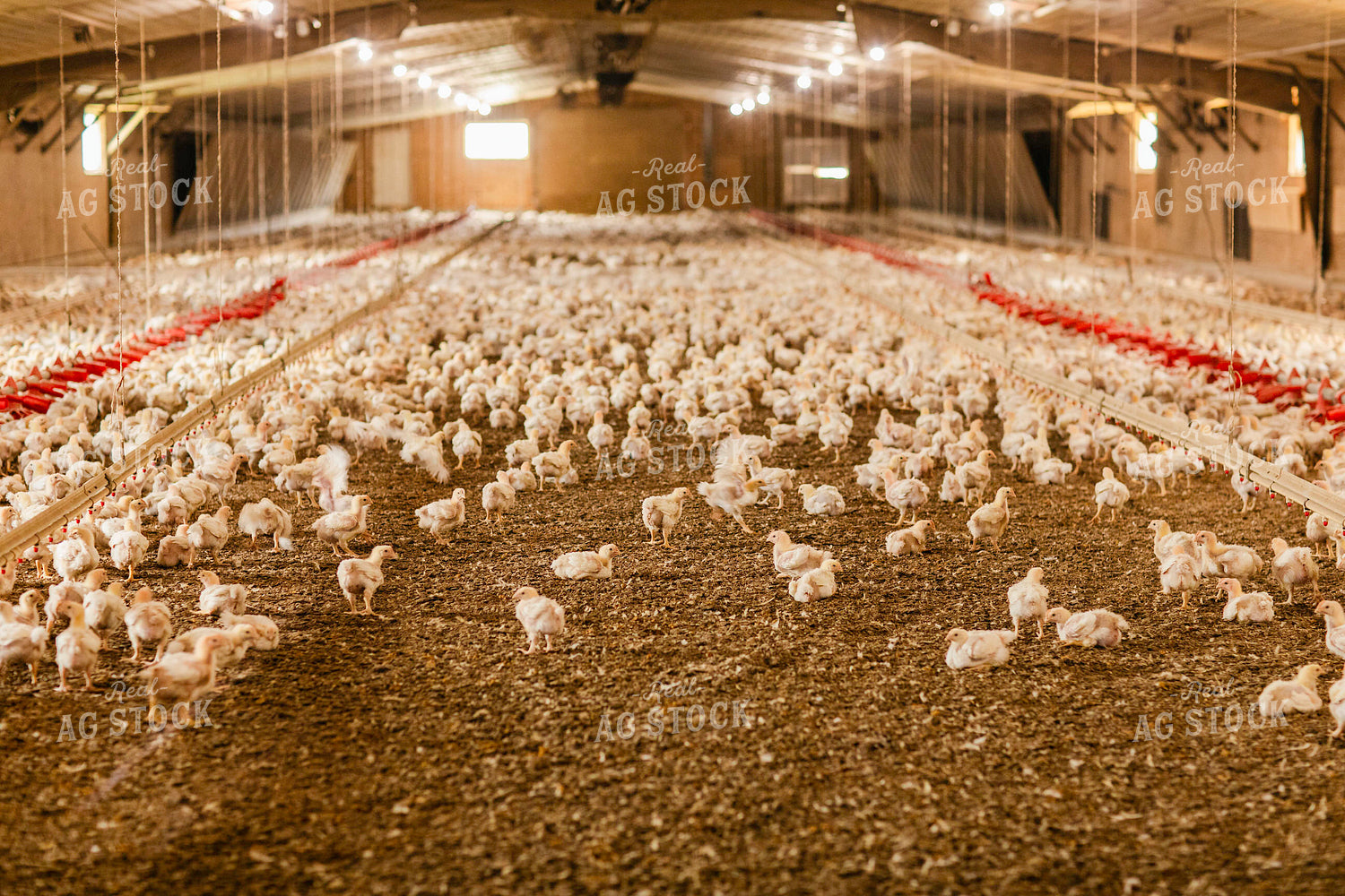Broiler Chickens in Barn 280023