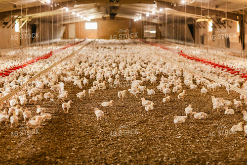 Broiler Chickens in Barn 280023
