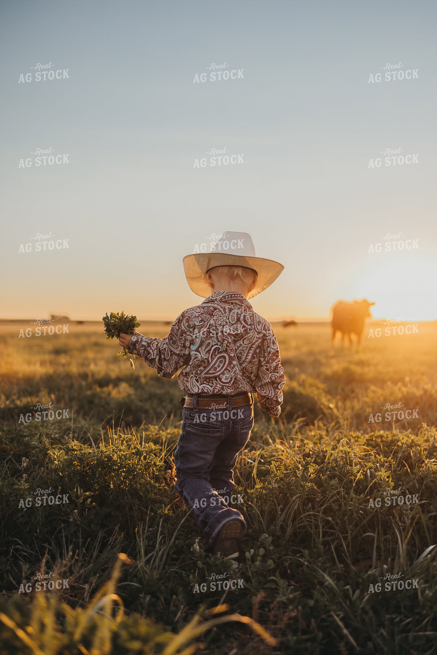 Farm Kid Walking in Cattle Pasture 61121