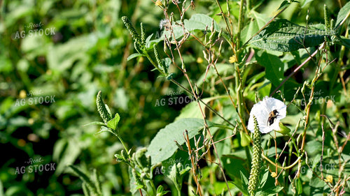 Bee Collecting Pollen from Wildflowers on CRP Land 25057