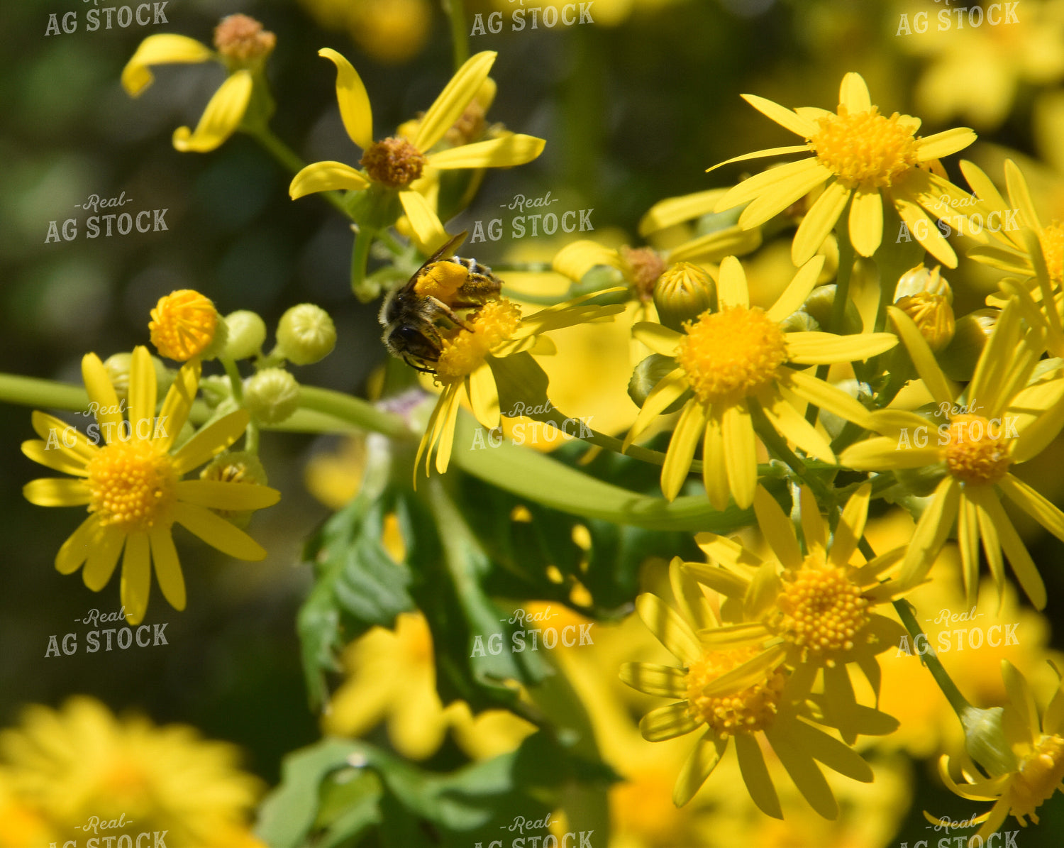 Bee on Golden Rod 84063