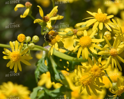 Bee on Golden Rod 84063
