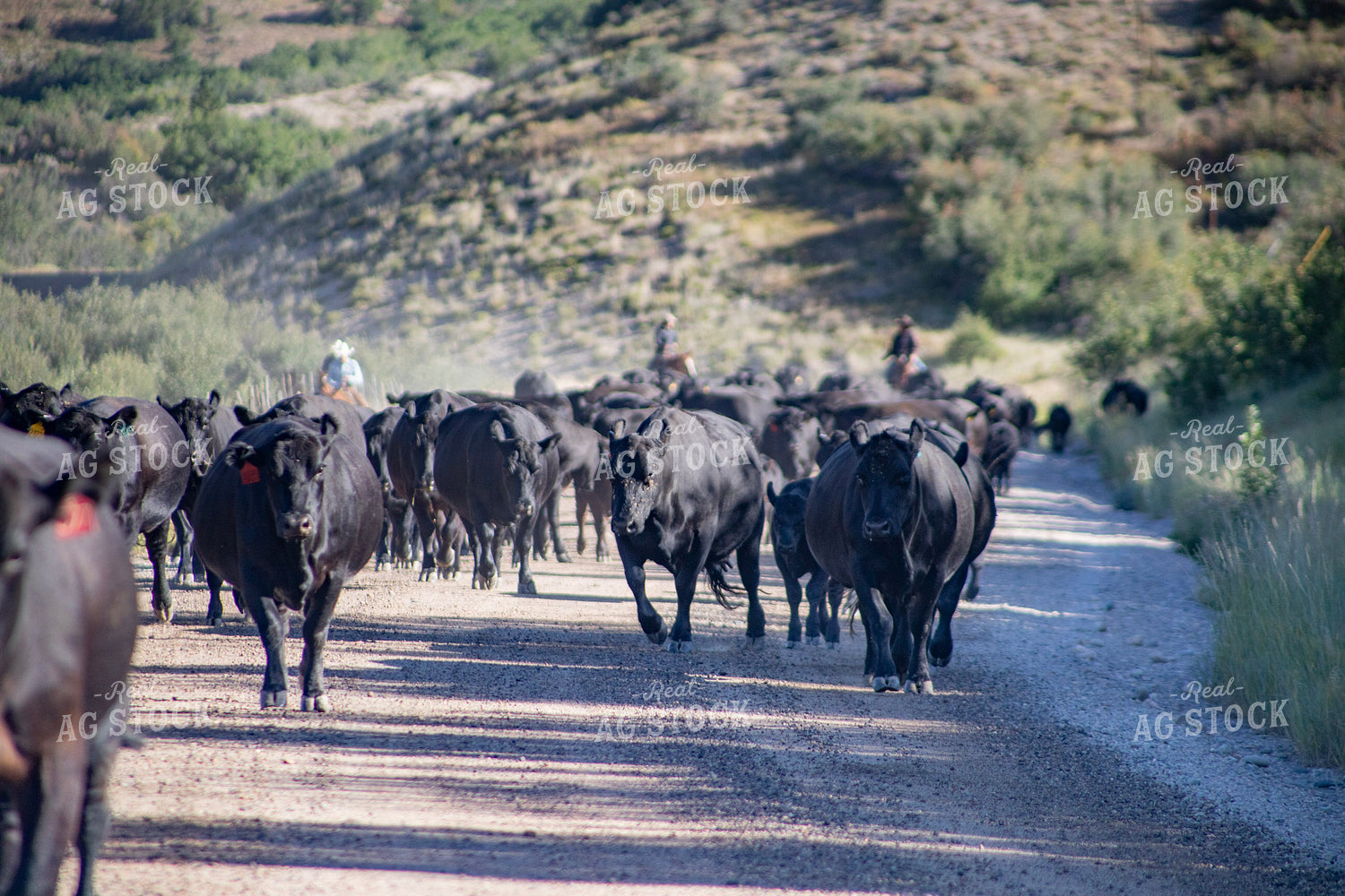Cattle Drive 117391