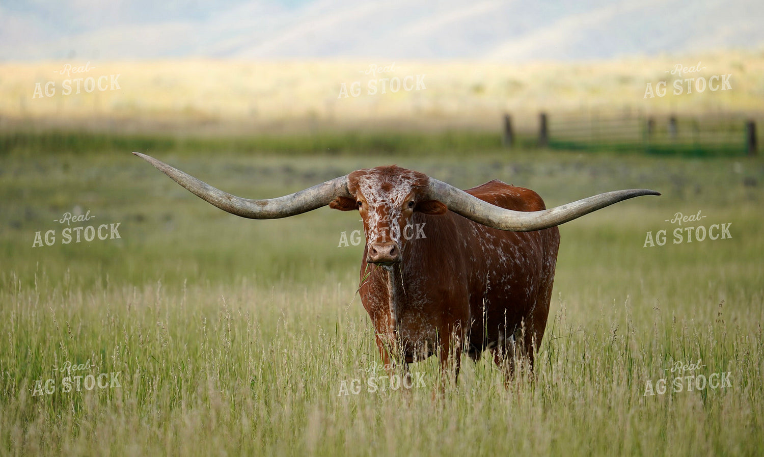 Longhorn Cattle 293020