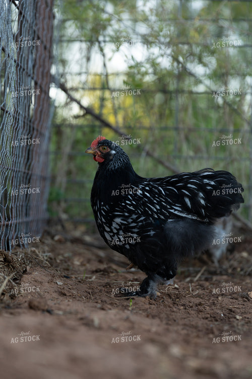 Chicken 205047