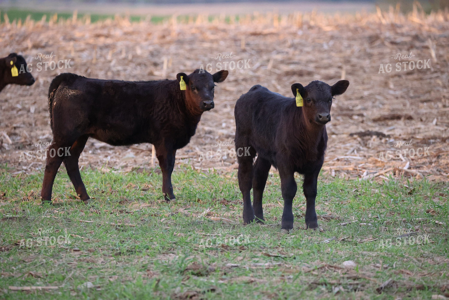 Cattle on Corn Stalks 160311