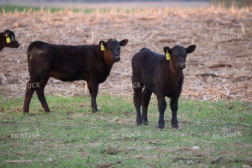 Cattle on Corn Stalks 160311