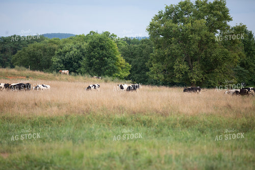 Holstein Cattle on Pasture 270173