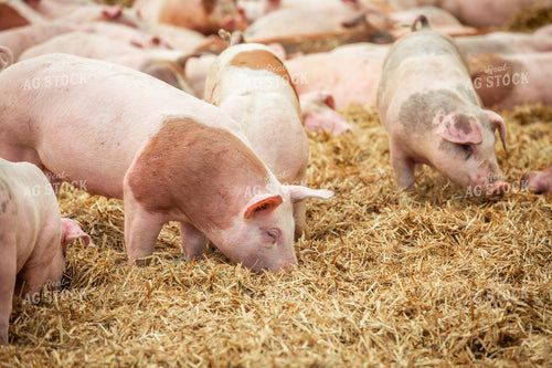 Indoor Pigs 270536