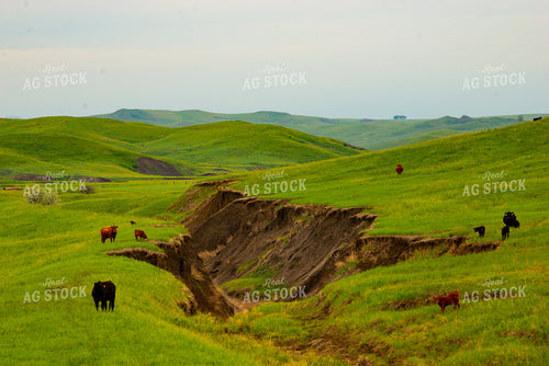 Cattle on Pasture 299158