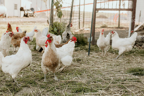 Chickens 2903