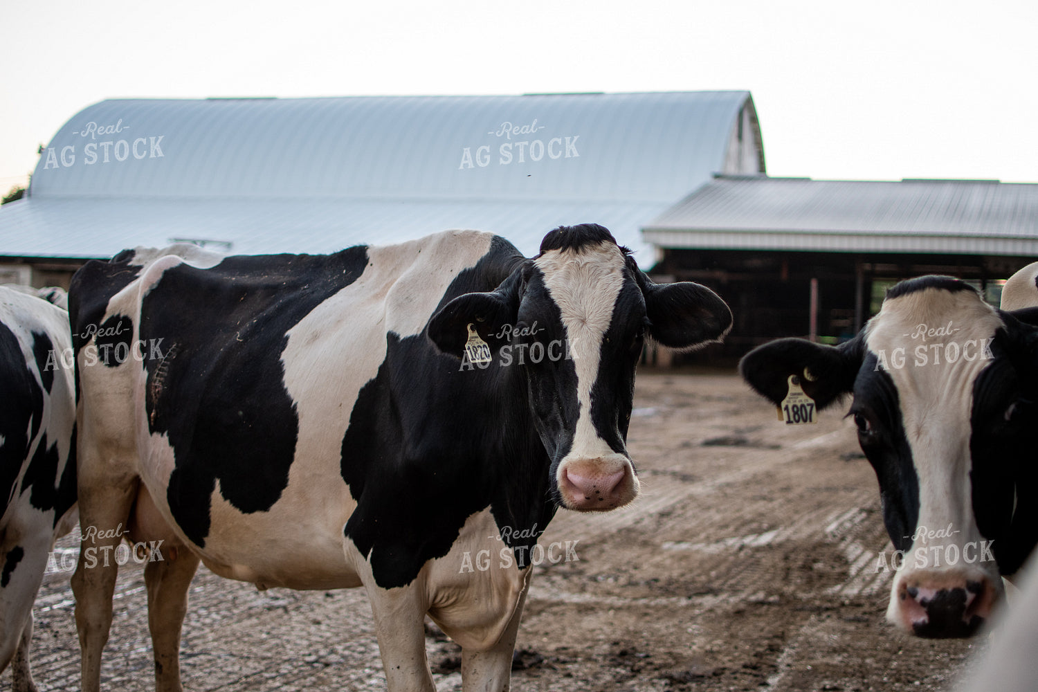 Holstein Cattle 50327