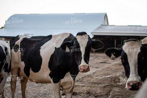 Holstein Cattle 50327