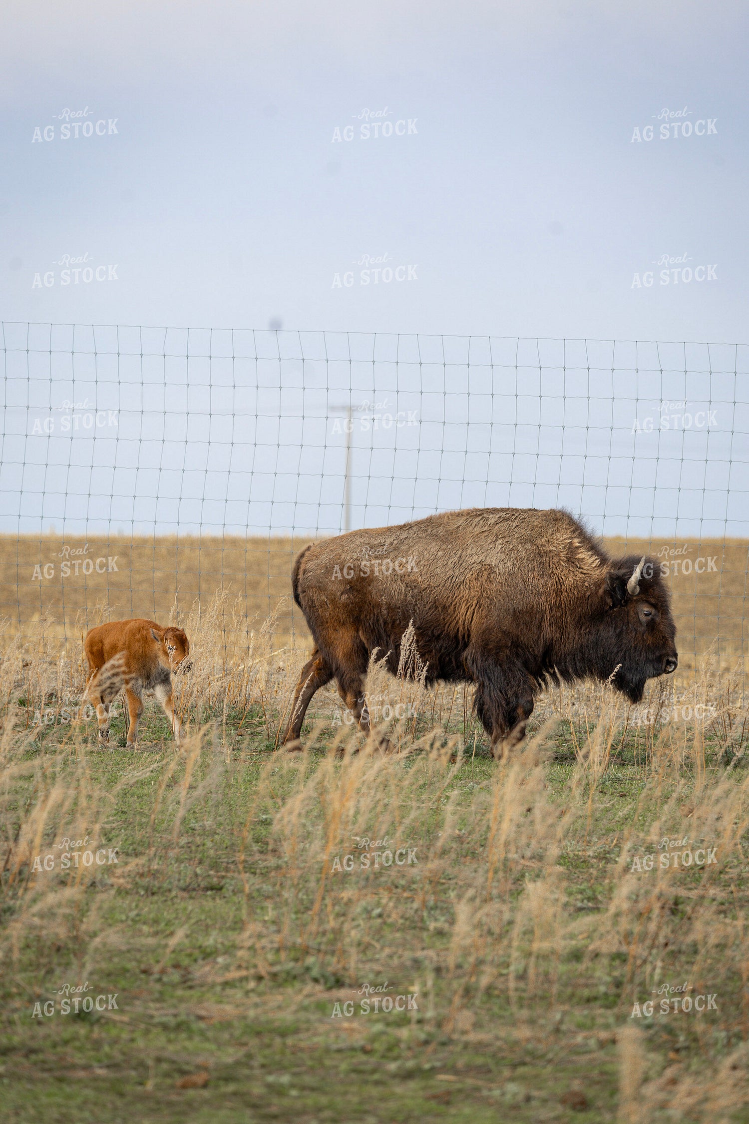 Bison 187168