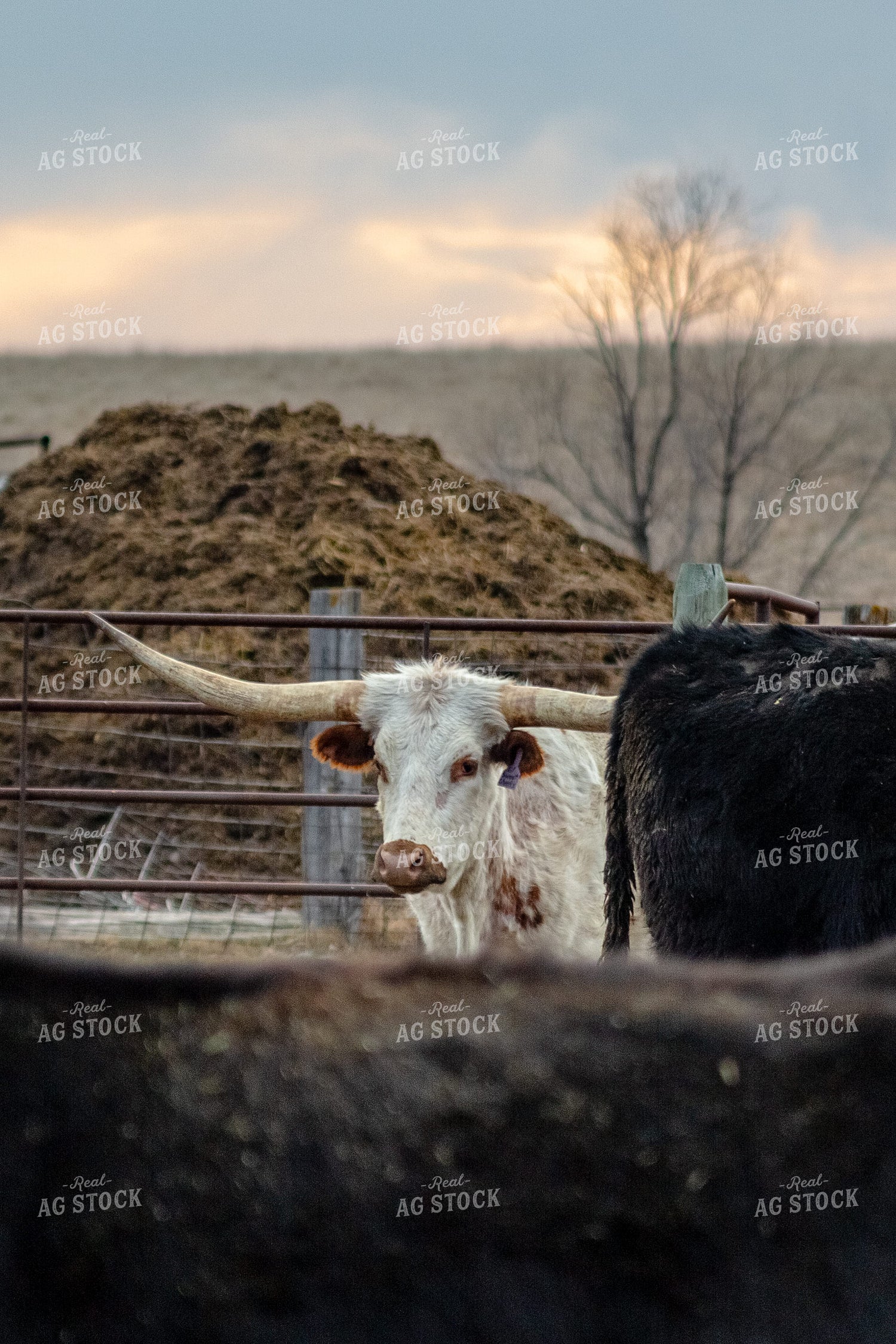 Longhorn Cow 155363