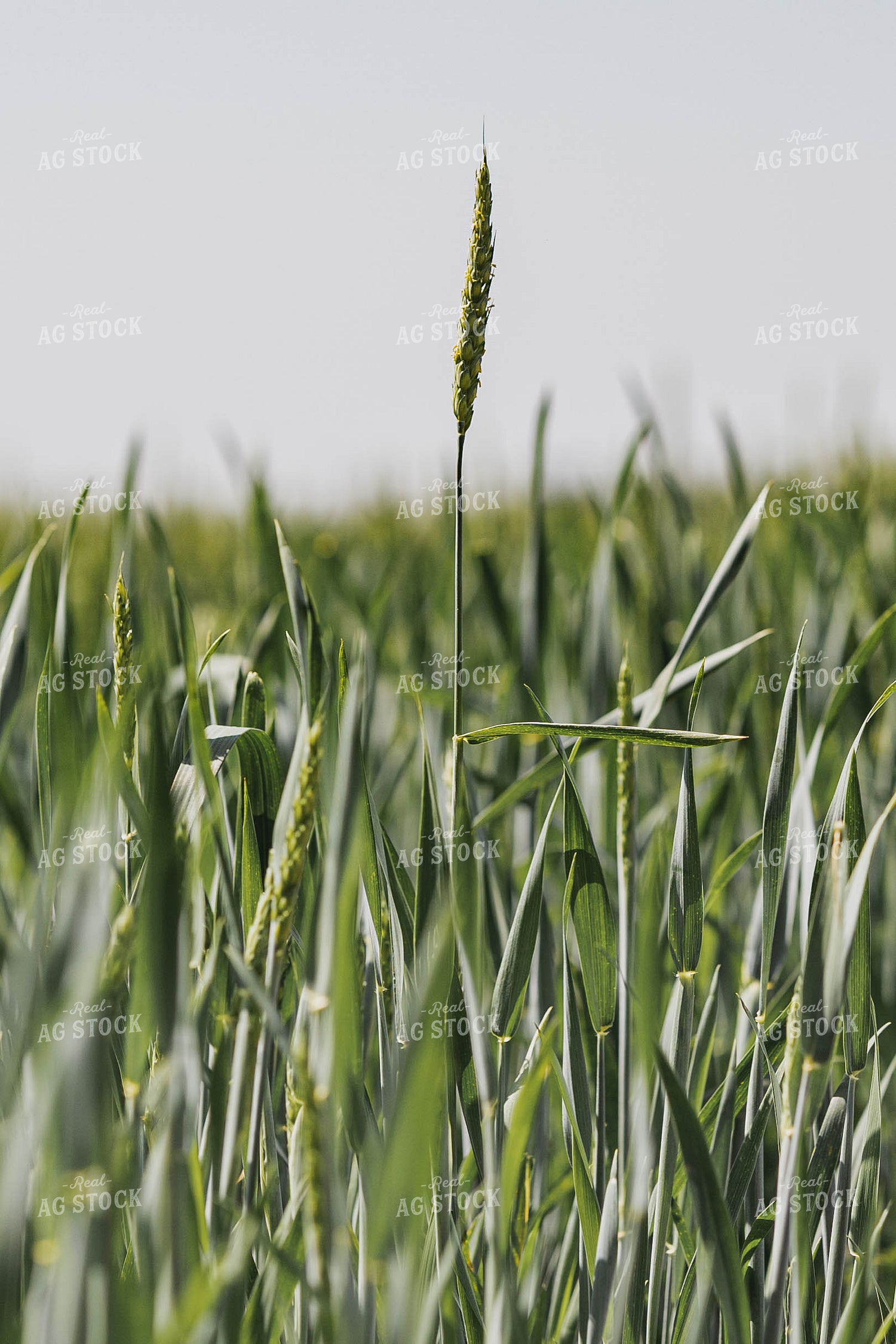 Wheat Field 91035