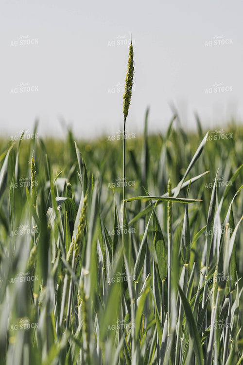 Wheat Field 91035