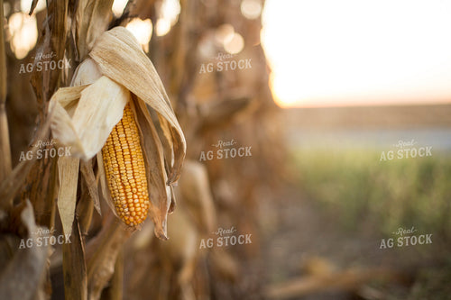 Dried Corn in Field 93046