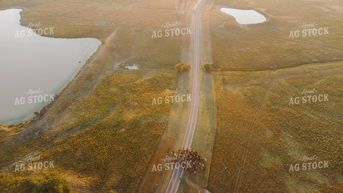 Aerial of Cattle Drive 301058