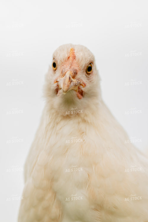 Pullet Laying Chicken 104094