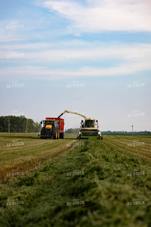 Chopping Silage 152007