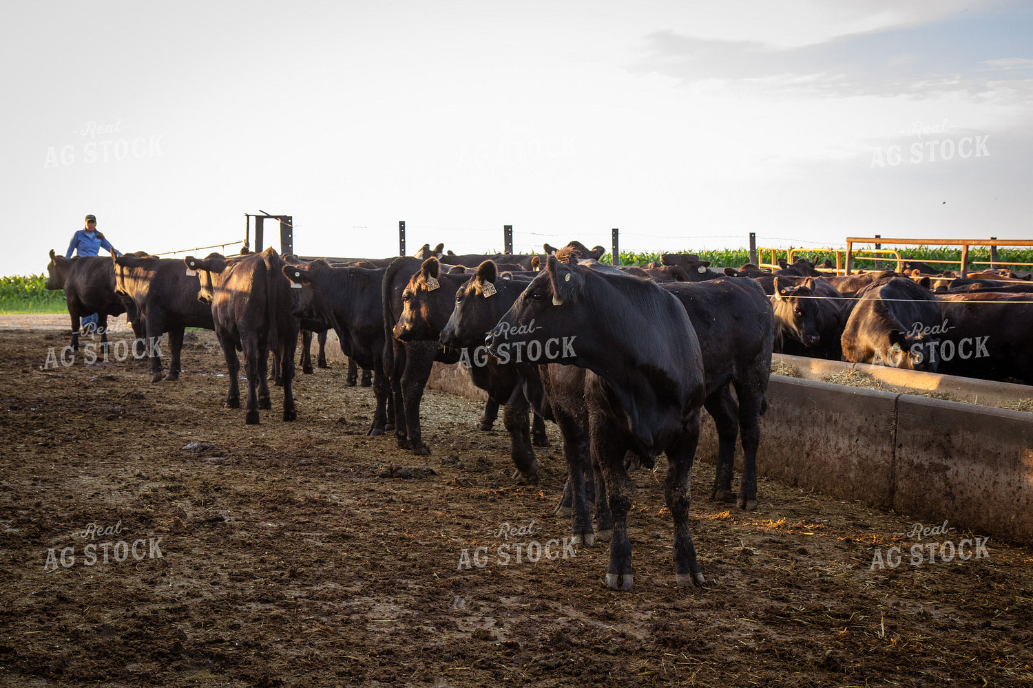 Feeding Cattle 268379