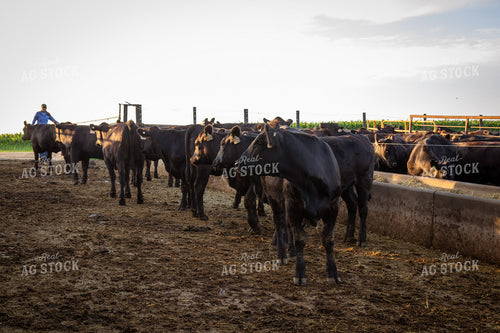 Feeding Cattle 268379